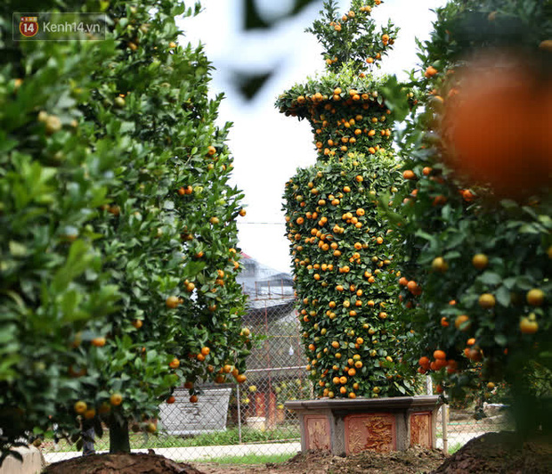 Vườn quýt lục bình siêu to khổng lồ” của nghệ nhân ở Hưng Yên: Tôi mua 400 cây nhưng chỉ chọn được 30 cây-5