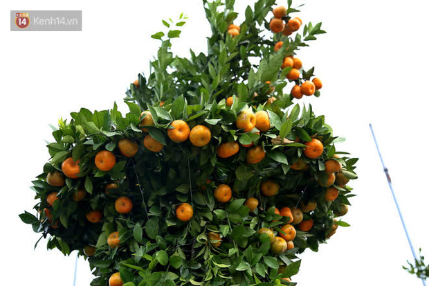 Vườn quýt lục bình siêu to khổng lồ” của nghệ nhân ở Hưng Yên: Tôi mua 400 cây nhưng chỉ chọn được 30 cây-6