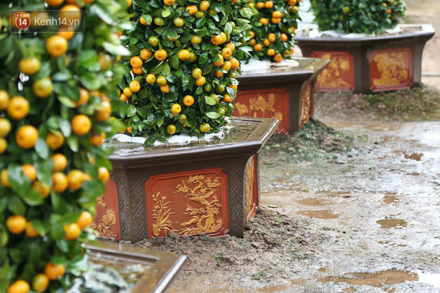 Vườn quýt lục bình siêu to khổng lồ” của nghệ nhân ở Hưng Yên: Tôi mua 400 cây nhưng chỉ chọn được 30 cây-7