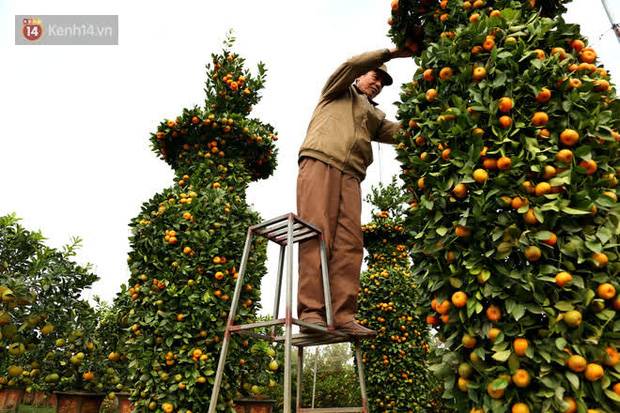 Vườn quýt lục bình siêu to khổng lồ” của nghệ nhân ở Hưng Yên: Tôi mua 400 cây nhưng chỉ chọn được 30 cây-9