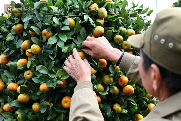 Vườn quýt lục bình siêu to khổng lồ” của nghệ nhân ở Hưng Yên: Tôi mua 400 cây nhưng chỉ chọn được 30 cây-11