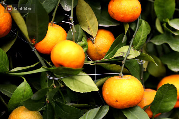 Vườn quýt lục bình siêu to khổng lồ” của nghệ nhân ở Hưng Yên: Tôi mua 400 cây nhưng chỉ chọn được 30 cây-12