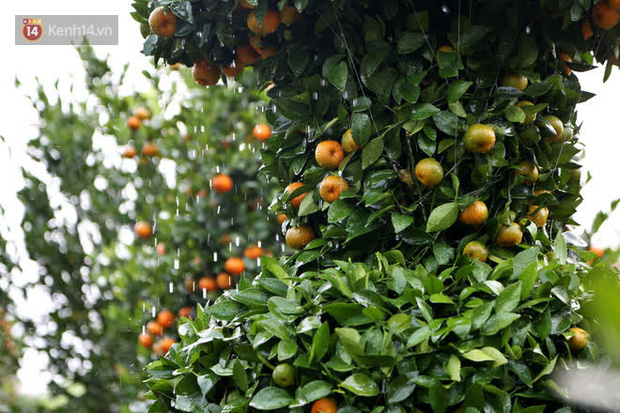 Vườn quýt lục bình siêu to khổng lồ” của nghệ nhân ở Hưng Yên: Tôi mua 400 cây nhưng chỉ chọn được 30 cây-13