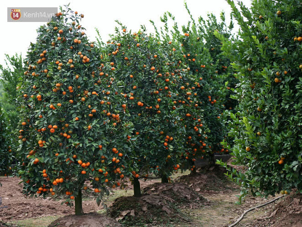 Vườn quýt lục bình siêu to khổng lồ” của nghệ nhân ở Hưng Yên: Tôi mua 400 cây nhưng chỉ chọn được 30 cây-14