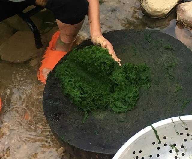 Đặc sản trời cho mọc trên đá ở Tây Bắc, muốn ăn phải mang chày ra giã-2