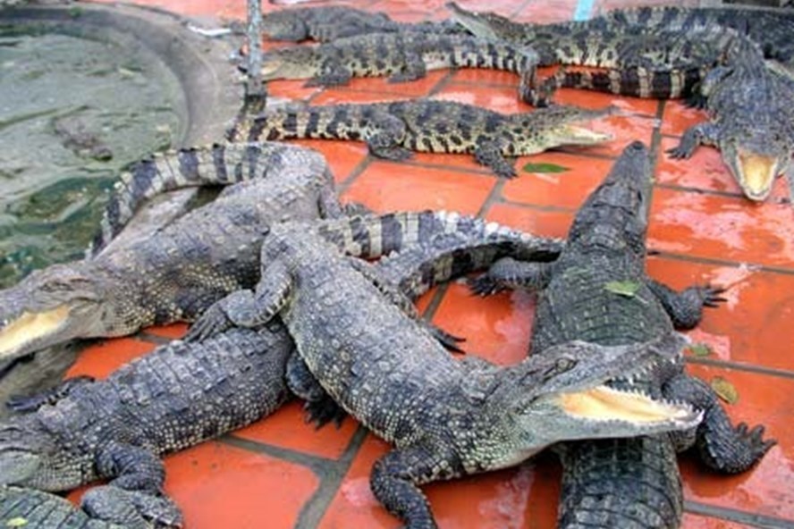 Rớt giá, hàng nghìn con cá sấu bị bỏ đói giữa thủ phủ cá sấu-1