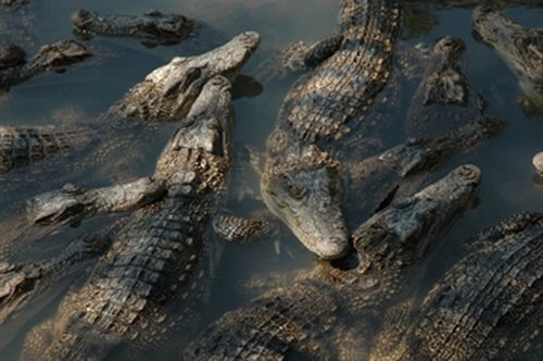 Rớt giá, hàng nghìn con cá sấu bị bỏ đói giữa thủ phủ cá sấu-2