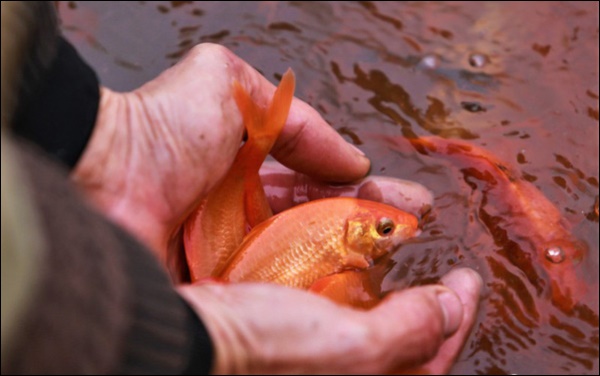 Ý nghĩa ngày ông Công ông Táo và 4 điều kiêng kỵ nhất định phải lưu ý-4