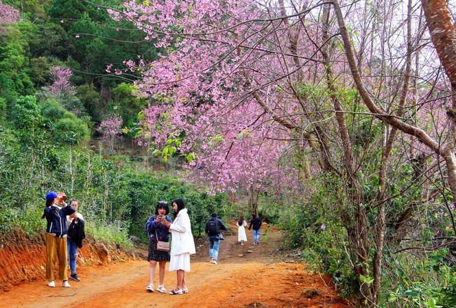 Du khách bị ‘chặt chém’ trên đường vào ngắm rừng mai anh đào ở Đà Lạt-1