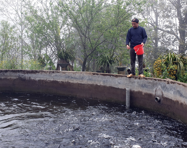 Cá hồi Sa Pa lại siêu rẻ, 1 năm 2 đợt giảm sốc, dân nuôi lỗ nặng-2