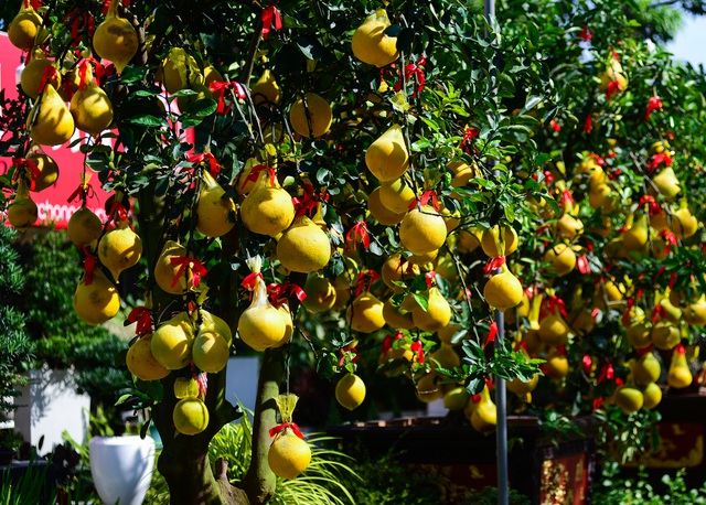 Bưởi Diễn cảnh đổ bộ vào TP.HCM, giá lên đến 20 triệu đồng/cây-1