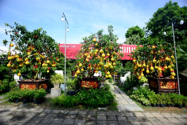 Bưởi Diễn cảnh đổ bộ vào TP.HCM, giá lên đến 20 triệu đồng/cây-2