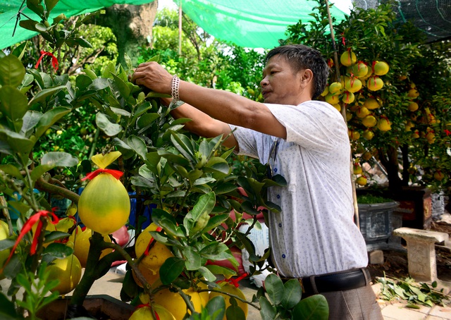 Bưởi Diễn cảnh đổ bộ vào TP.HCM, giá lên đến 20 triệu đồng/cây-4