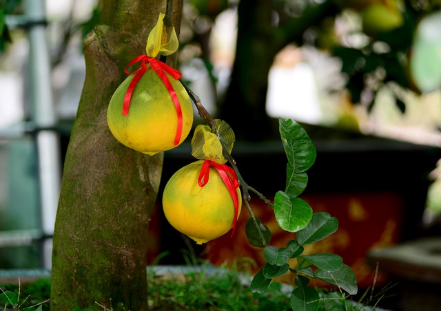 Bưởi Diễn cảnh đổ bộ vào TP.HCM, giá lên đến 20 triệu đồng/cây-6