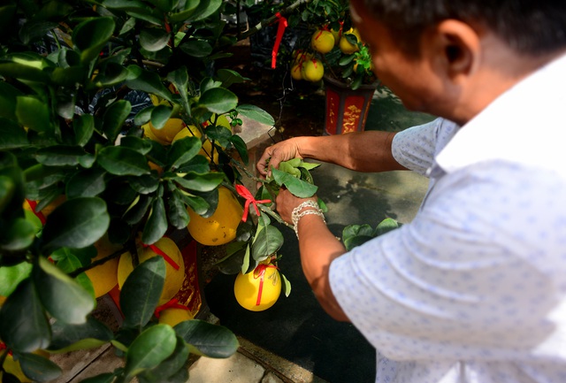 Bưởi Diễn cảnh đổ bộ vào TP.HCM, giá lên đến 20 triệu đồng/cây-7