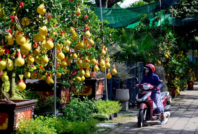 Bưởi Diễn cảnh đổ bộ vào TP.HCM, giá lên đến 20 triệu đồng/cây-8