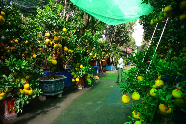 Bưởi Diễn cảnh đổ bộ vào TP.HCM, giá lên đến 20 triệu đồng/cây-9
