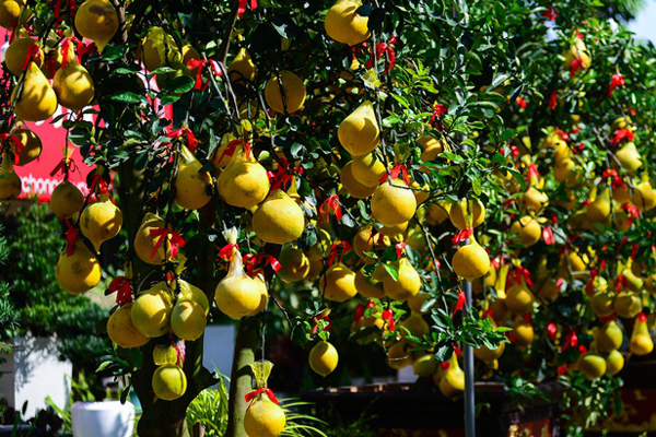 Lạ ở Bến Tre: Trái bưởi in hình hoa mai Tài Lộc phát giá 1 triệu đồng-6