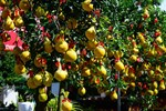 Lạ ở Bến Tre: Trái bưởi in hình hoa mai Tài Lộc phát giá 1 triệu đồng-6