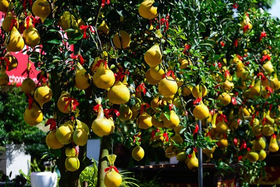Bưởi Diễn cảnh 