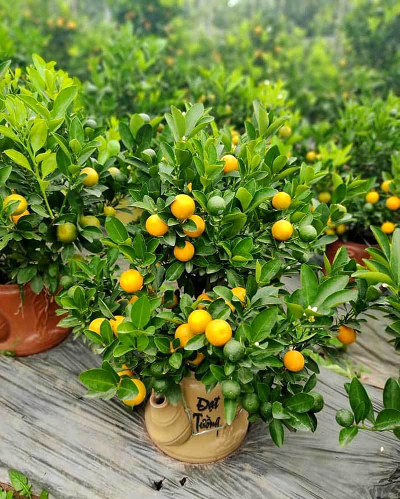 Ba ngày dán mắt vào smartphone, chị gái công sở bán sạch vườn quất 400 cây-2