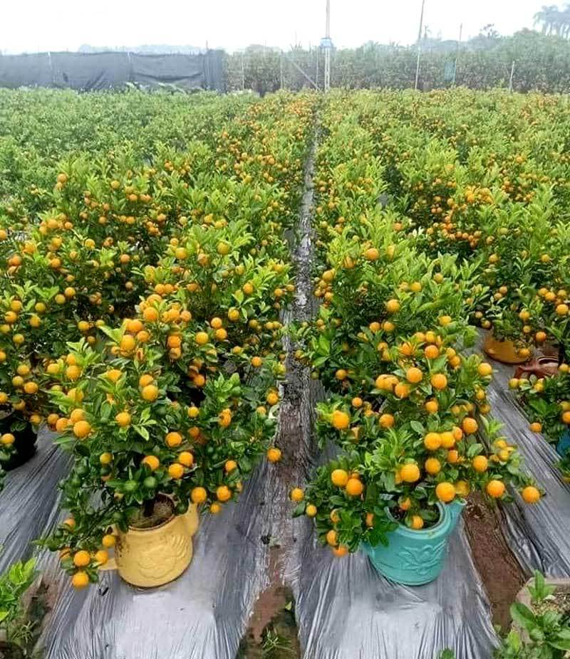Ba ngày dán mắt vào smartphone, chị gái công sở bán sạch vườn quất 400 cây-3