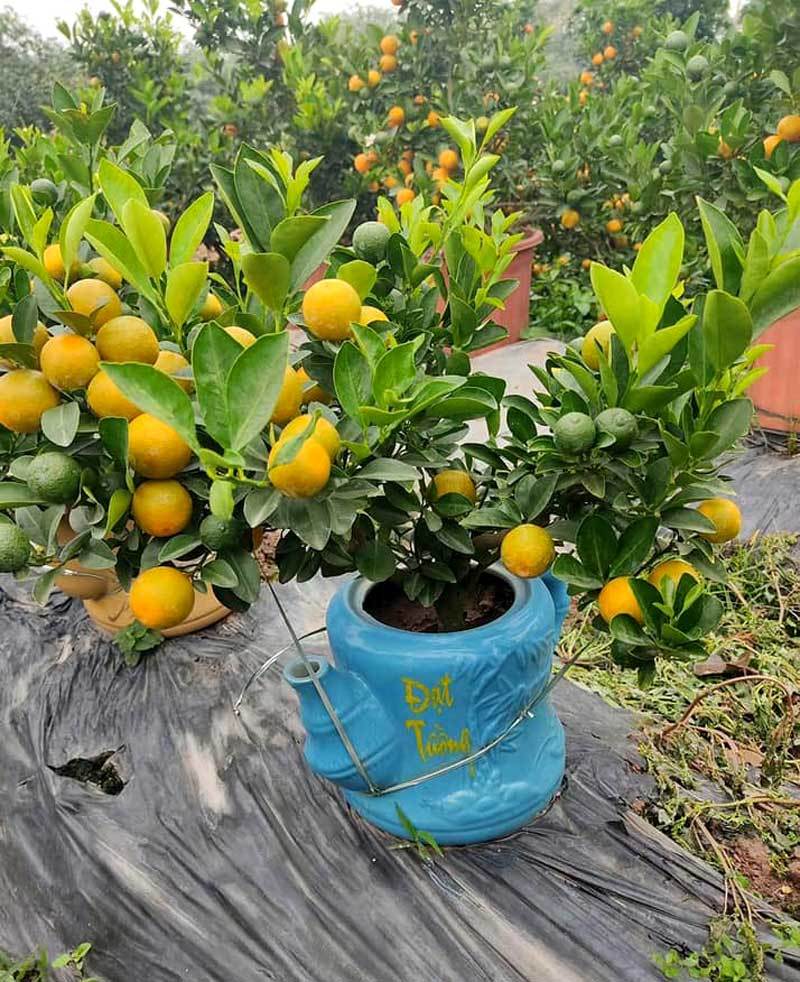 Ba ngày dán mắt vào smartphone, chị gái công sở bán sạch vườn quất 400 cây-1