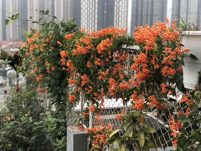 Vườn hoa 200m2 trên sân thượng, đẹp như tiên cảnh của mẹ đảm Hà thành-4