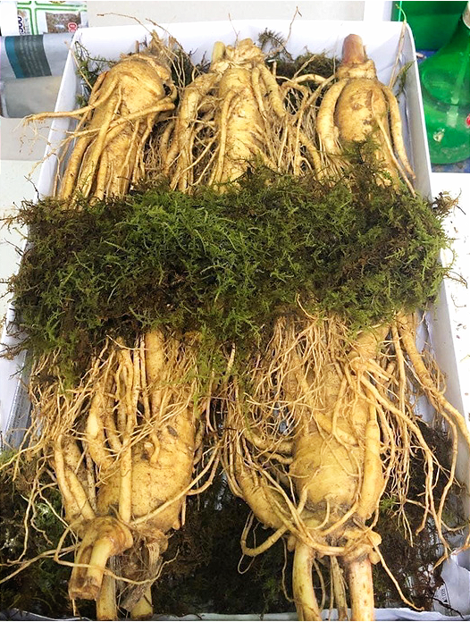 Ngã ngửa với sâm tươi Hàn Quốc giá 500.000 đồng/kg-1