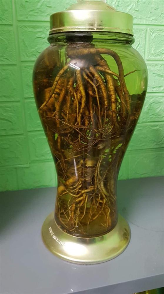 Ngã ngửa với sâm tươi Hàn Quốc giá 500.000 đồng/kg-2