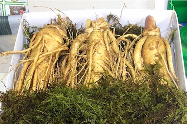 Úm ba la tam thất, điền trúc thành sâm Ngọc Linh!-2