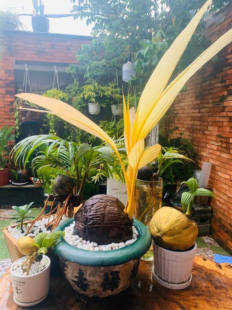 Dừa đột biến vạn cây có một, bỏ chục triệu đồng vẫn khó mua-3