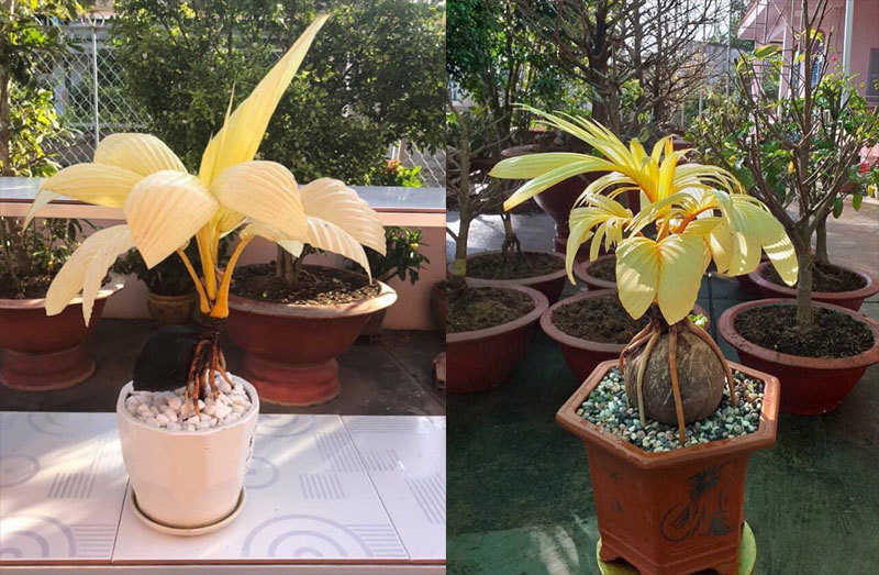 Dừa đột biến vạn cây có một, bỏ chục triệu đồng vẫn khó mua-4