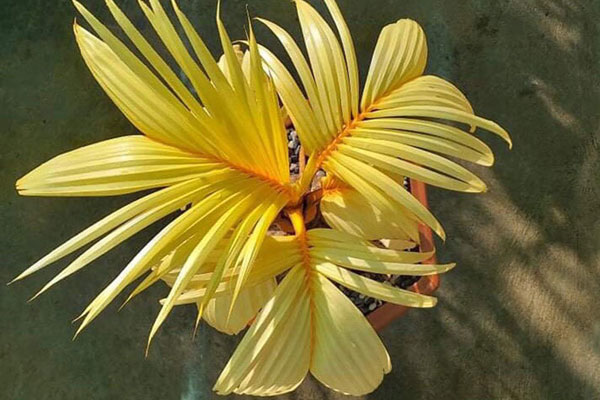 Vườn cây bạc tỷ Thập toàn thập mỹ của lão nông hút khách mỗi dịp Tết về-7