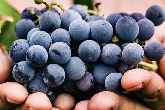 Mua nho, đừng dại chọn 3 quả này, người bán không bao giờ ăn