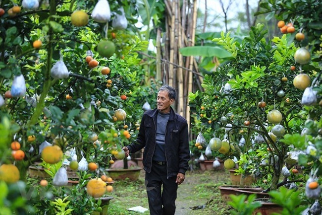 Vườn cây bạc tỷ Thập toàn thập mỹ của lão nông hút khách mỗi dịp Tết về-4