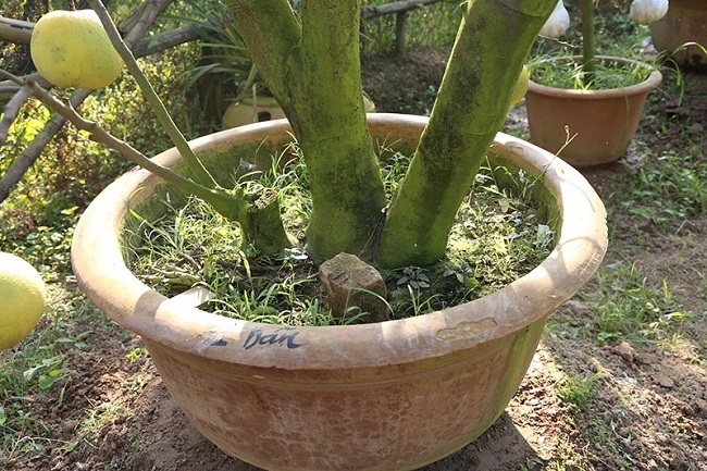 Vườn cây bạc tỷ Thập toàn thập mỹ của lão nông hút khách mỗi dịp Tết về-5