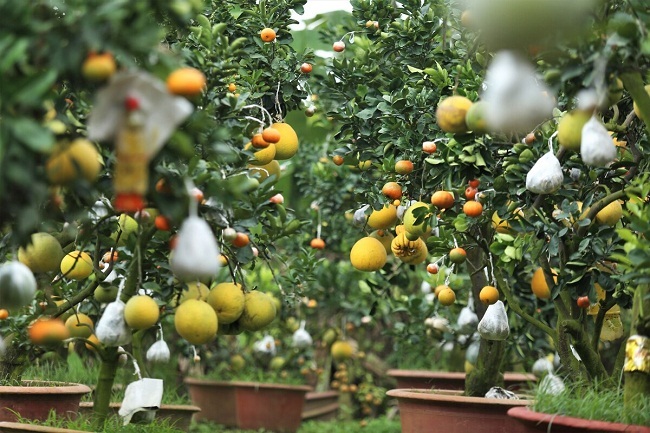 Vườn cây bạc tỷ Thập toàn thập mỹ của lão nông hút khách mỗi dịp Tết về-6