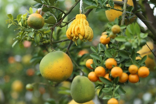 Hoa Trung Quốc gắn mác hoa Tết Đà Lạt-2