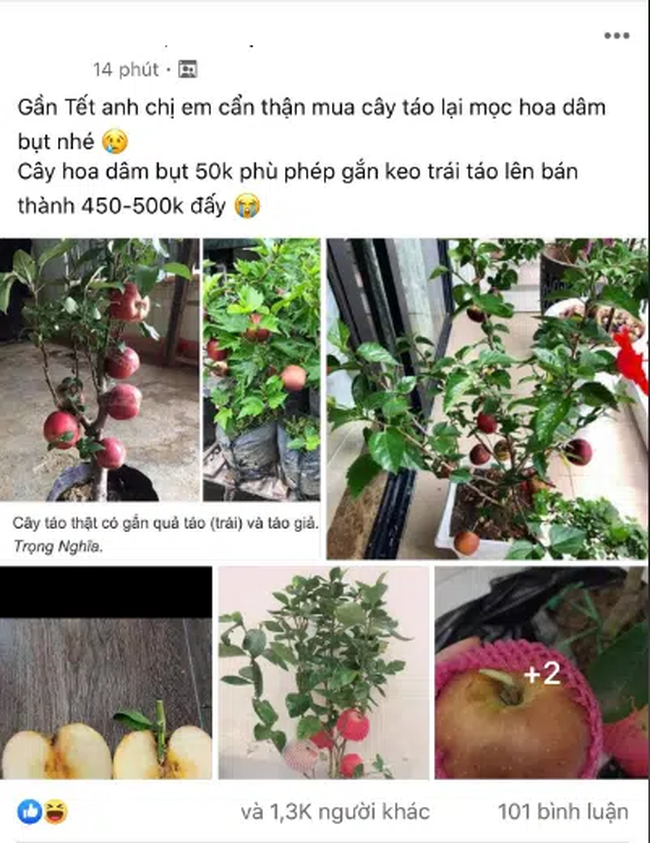 Cảnh giác những cú lừa ngoạn mục của tiểu thương ngày cận Tết: Mua táo bonsai cả nửa triệu về nhà lại nở ra... hoa dâm bụt-1