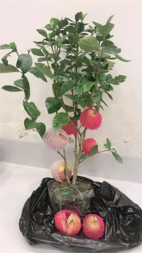 Cảnh giác những cú lừa ngoạn mục của tiểu thương ngày cận Tết: Mua táo bonsai cả nửa triệu về nhà lại nở ra... hoa dâm bụt-2