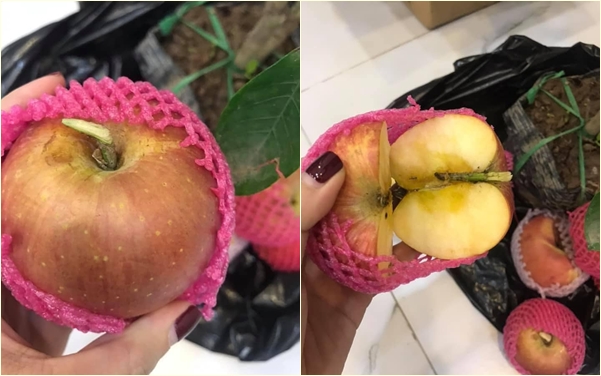 Cảnh giác những cú lừa ngoạn mục của tiểu thương ngày cận Tết: Mua táo bonsai cả nửa triệu về nhà lại nở ra... hoa dâm bụt-3