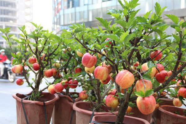 Cảnh giác những cú lừa ngoạn mục của tiểu thương ngày cận Tết: Mua táo bonsai cả nửa triệu về nhà lại nở ra... hoa dâm bụt-5