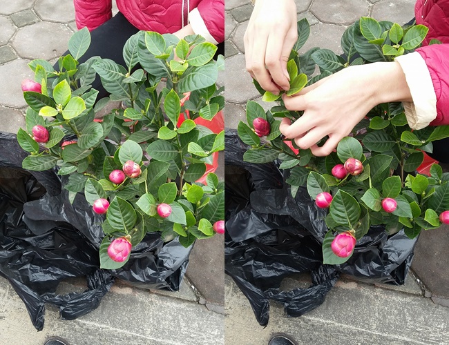 Cảnh giác những cú lừa ngoạn mục của tiểu thương ngày cận Tết: Mua táo bonsai cả nửa triệu về nhà lại nở ra... hoa dâm bụt-6