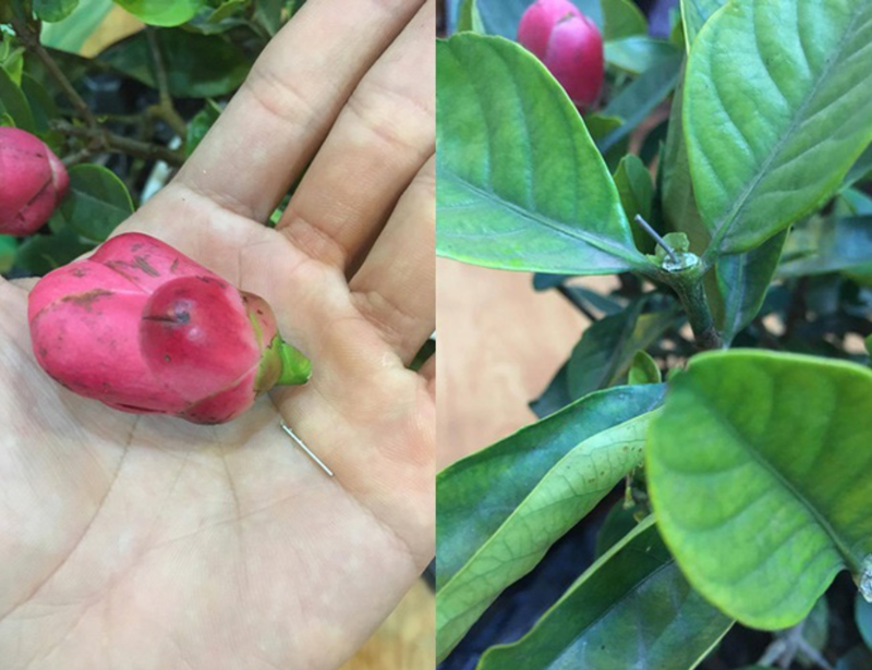 Cảnh giác những cú lừa ngoạn mục của tiểu thương ngày cận Tết: Mua táo bonsai cả nửa triệu về nhà lại nở ra... hoa dâm bụt-7