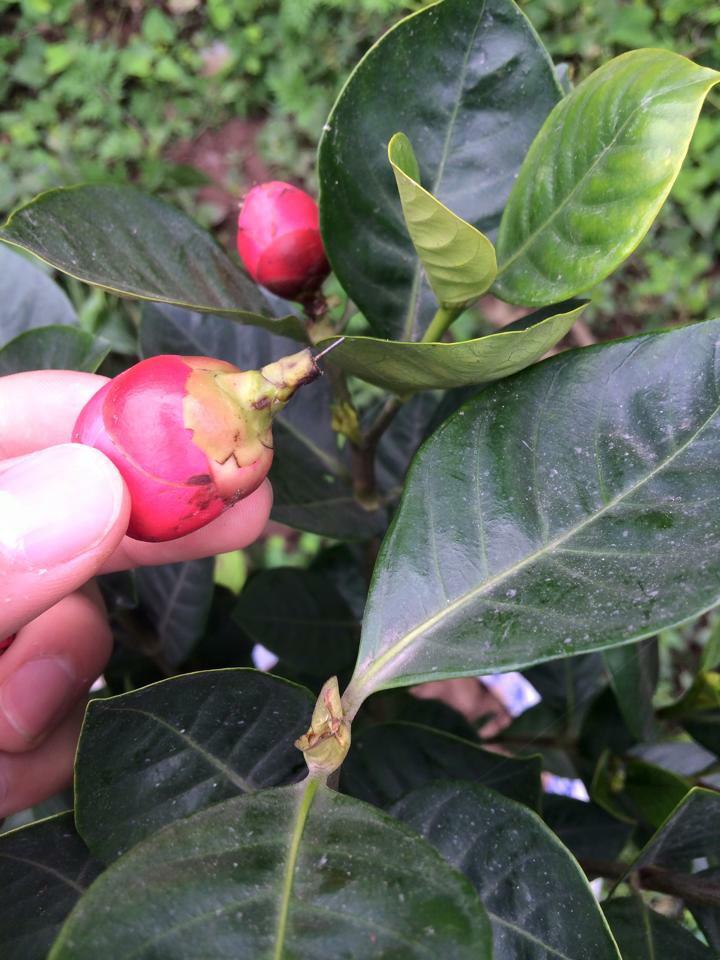 Cảnh giác những cú lừa ngoạn mục của tiểu thương ngày cận Tết: Mua táo bonsai cả nửa triệu về nhà lại nở ra... hoa dâm bụt-8