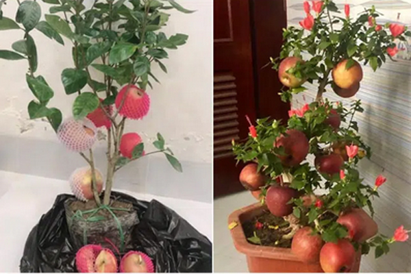 Tưởng giống táo lùn siêu trái, nhiều người mua phải táo gắn lên cây dành dành-10
