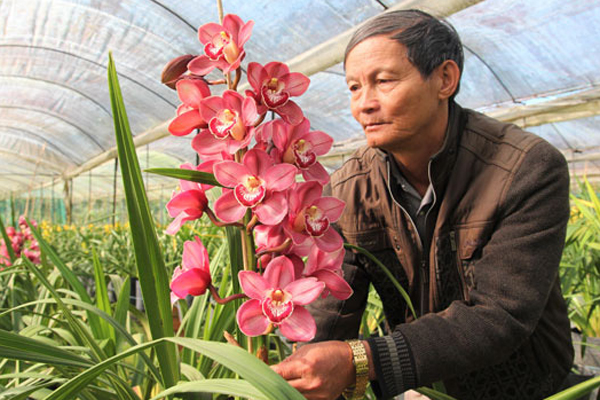 Dân công sở rủ nhau mua hoa chuối rừng về chơi Tết-4