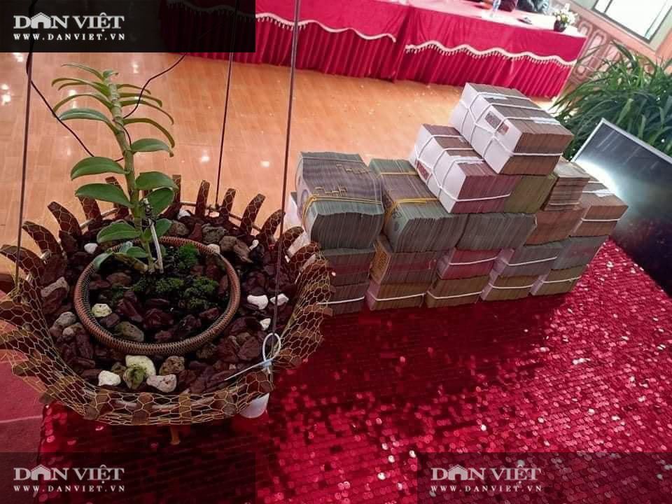 Xôn xao vụ chuyển nhượng lan đột biến Phi điệp Hồng Hạ Vân trị giá 5,5 tỷ đồng-1