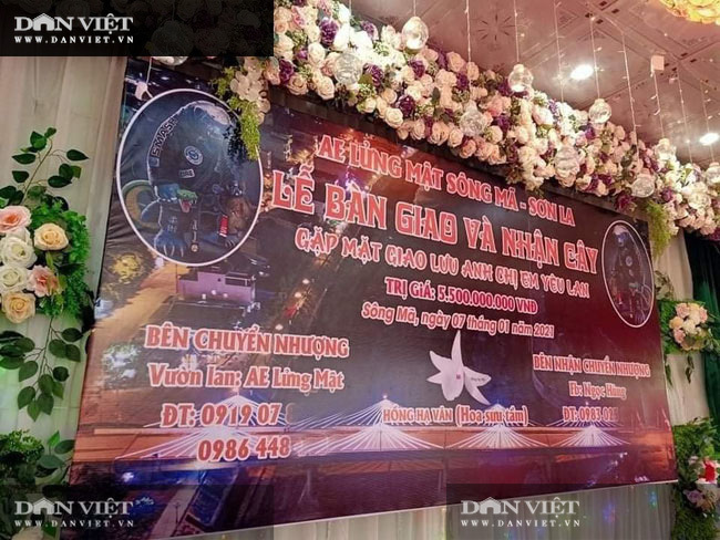 Xôn xao vụ chuyển nhượng lan đột biến Phi điệp Hồng Hạ Vân trị giá 5,5 tỷ đồng-2